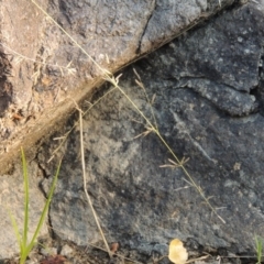 Eragrostis brownii at Theodore, ACT - 2 Apr 2016