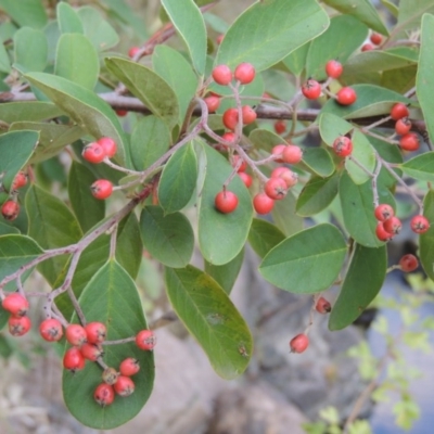 Cotoneaster glaucophyllus (Cotoneaster) at Theodore, ACT - 2 Apr 2016 by michaelb