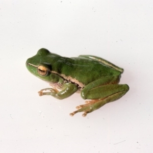 Litoria nudidigita at Marlowe, NSW - 3 Dec 1975