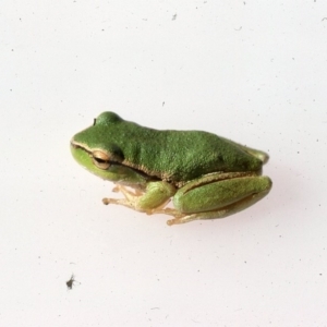 Litoria nudidigita at Marlowe, NSW - 3 Dec 1975