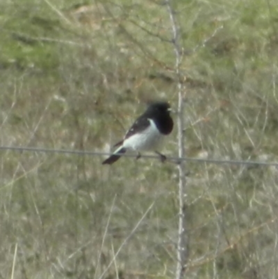 Melanodryas cucullata (Hooded Robin) at Googong, NSW - 29 Aug 2015 by ArcherCallaway