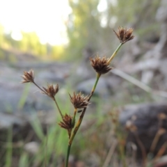 Juncus articulatus (A Rush) at Theodore, ACT - 2 Apr 2016 by michaelb