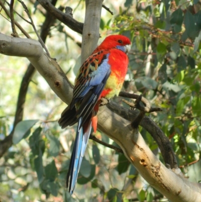 Platycercus elegans x eximius (hybrid) (Crimson x Eastern Rosella (hybrid)) at Fadden, ACT - 7 Nov 2015 by RyuCallaway