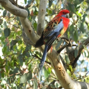 Platycercus elegans x eximius (hybrid) at Fadden, ACT - 8 Nov 2015