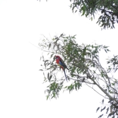 Platycercus elegans x eximius (hybrid) (Crimson x Eastern Rosella (hybrid)) at Duffy, ACT - 26 Mar 2016 by ArcherCallaway