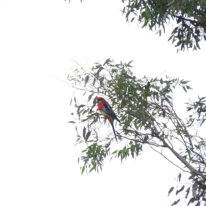 Platycercus elegans x eximius (hybrid) at Duffy, ACT - 26 Mar 2016