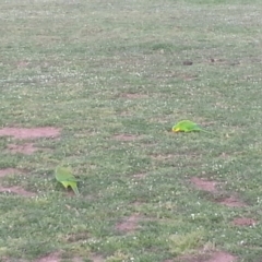 Polytelis swainsonii (Superb Parrot) at Bango, NSW - 26 Sep 2014 by Renzy357