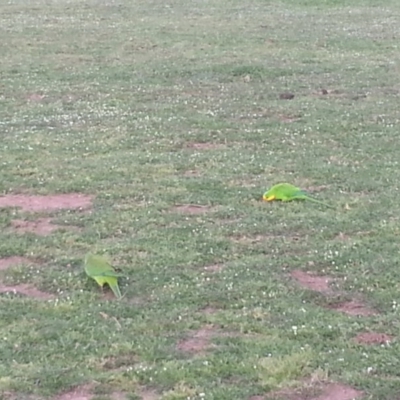 Polytelis swainsonii (Superb Parrot) at Bango, NSW - 26 Sep 2014 by Renzy357