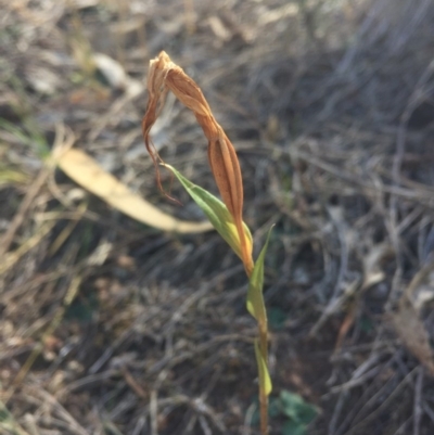 Diplodium ampliatum (Large Autumn Greenhood) at P11 - 7 Apr 2016 by AaronClausen