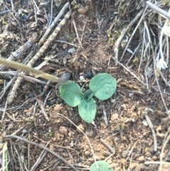 Diplodium ampliatum at Hackett, ACT - 7 Apr 2016