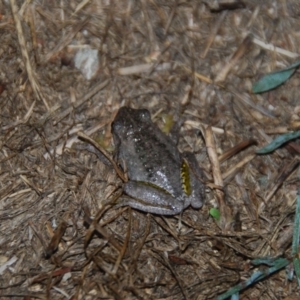 Litoria peronii at Bango, NSW - 26 Mar 2016