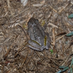 Litoria peronii at Bango, NSW - 26 Mar 2016