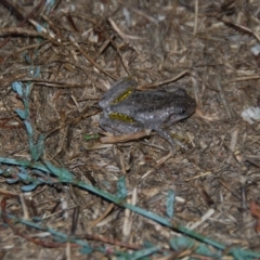 Litoria peronii at Bango, NSW - 26 Mar 2016