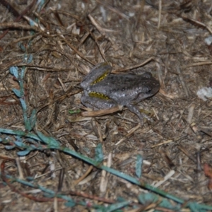 Litoria peronii at Bango, NSW - 26 Mar 2016