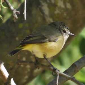 Acanthiza chrysorrhoa at Haig Park - 7 Apr 2016