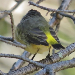 Acanthiza chrysorrhoa at Haig Park - 7 Apr 2016