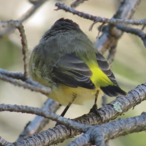 Acanthiza chrysorrhoa at Haig Park - 7 Apr 2016