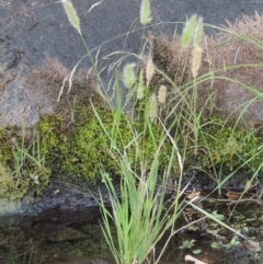 Polypogon monspeliensis (Annual Beard Grass) at Theodore, ACT - 2 Apr 2016 by michaelb