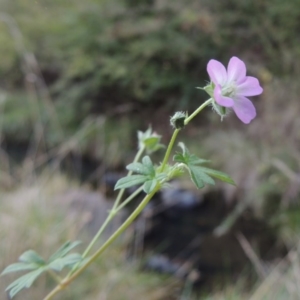 Geranium sp. at Theodore, ACT - 2 Apr 2016