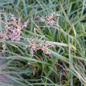 Cyperus rotundus at Weetangera, ACT - 24 Feb 2016