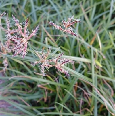 Cyperus rotundus (Nutgrass) at Weetangera, ACT - 24 Feb 2016 by snapperoonie