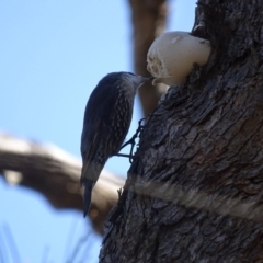 Cormobates leucophaea at Hackett, ACT - 7 Apr 2016 01:38 PM