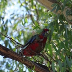 Platycercus elegans (Crimson Rosella) at Mount Majura - 7 Apr 2016 by AaronClausen