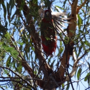 Platycercus elegans at Hackett, ACT - 7 Apr 2016 01:08 PM