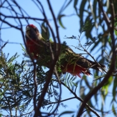 Platycercus elegans at Hackett, ACT - 7 Apr 2016 01:08 PM