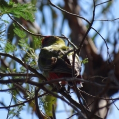 Platycercus elegans at Hackett, ACT - 7 Apr 2016 01:08 PM