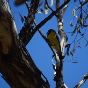 Pachycephala pectoralis at Canberra Central, ACT - 7 Apr 2016