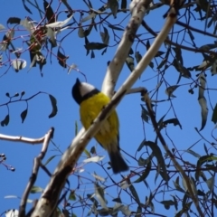 Pachycephala pectoralis at Canberra Central, ACT - 7 Apr 2016