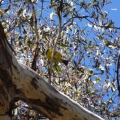 Pachycephala pectoralis at Canberra Central, ACT - 7 Apr 2016