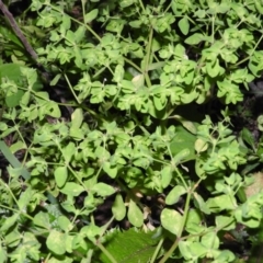 Euphorbia peplus (Petty Spurge) at Fadden, ACT - 7 Apr 2016 by ArcherCallaway