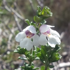 Prostanthera cuneata (Alpine Mint Bush) at Kosciuszko National Park - 4 Apr 2016 by MattM