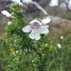 Prostanthera cuneata at Kosciuszko National Park, NSW - 5 Apr 2016