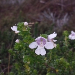 Prostanthera cuneata at Kosciuszko National Park, NSW - 5 Apr 2016