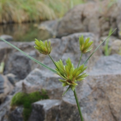 Cyperus eragrostis (Umbrella Sedge) at Theodore, ACT - 2 Apr 2016 by MichaelBedingfield