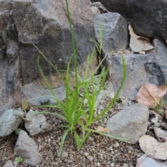 Cyperus eragrostis at Theodore, ACT - 2 Apr 2016