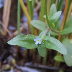 Myosotis laxa subsp. caespitosa (Water Forget-me-not) at Melrose - 2 Apr 2016 by michaelb