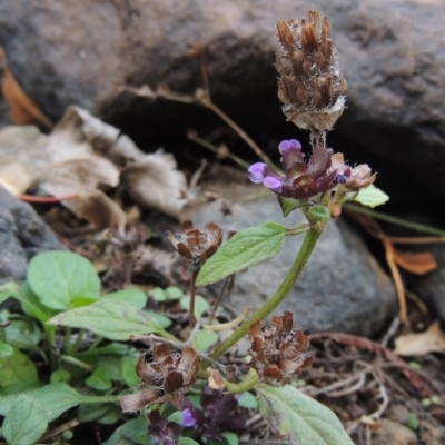 Prunella vulgaris (Self-heal, Heal All) at Theodore, ACT - 2 Apr 2016 by michaelb