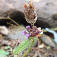 Prunella vulgaris at Theodore, ACT - 2 Apr 2016