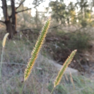 Setaria parviflora at Theodore, ACT - 2 Apr 2016