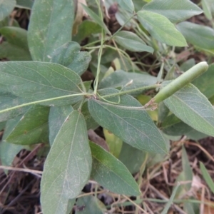 Glycine tabacina at Theodore, ACT - 2 Apr 2016