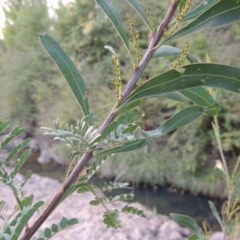 Acacia rubida (Red-stemmed Wattle, Red-leaved Wattle) at Theodore, ACT - 2 Apr 2016 by michaelb