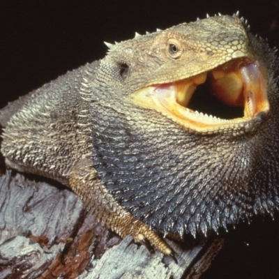 Pogona barbata (Eastern Bearded Dragon) at Bruce, ACT - 31 Jul 1977 by wombey