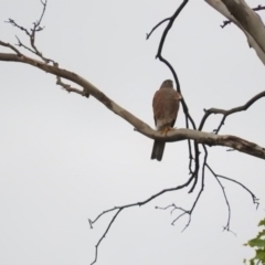 Accipiter cirrocephalus (Collared Sparrowhawk) at Bemboka, NSW - 3 Apr 2016 by RyuCallaway