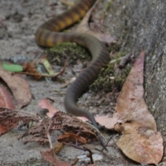 Notechis scutatus (Tiger Snake) at Tidbinbilla Nature Reserve - 2 Apr 2016 by JohnBundock