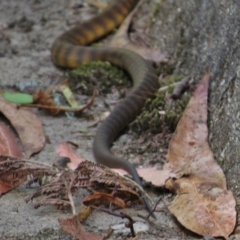 Notechis scutatus (Tiger Snake) at Paddys River, ACT - 2 Apr 2016 by JohnBundock