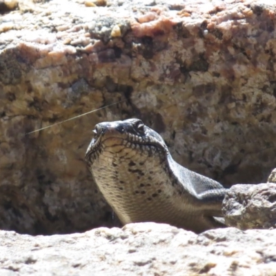 Egernia saxatilis (Black Rock Skink) at Tennent, ACT - 29 Mar 2016 by JohnBundock